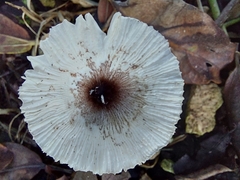 Lepiota rubrotinctoides