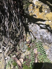 Phaeophyscia constipata