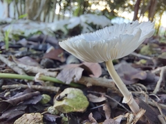 Lepiota rubrotinctoides