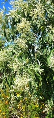 Montanoa tomentosa