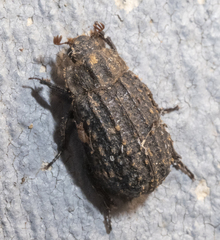 Trogidae