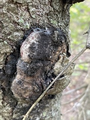 Phellinus tremulae