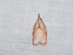 Enchocrates glaucopis