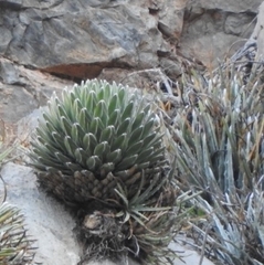 Agave victoriae-reginae