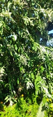 Montanoa tomentosa