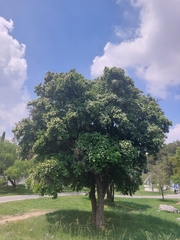Ehretia anacua