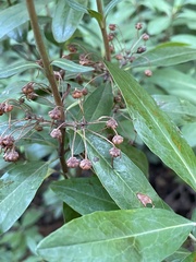 Kalmia angustifolia