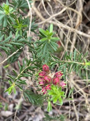 Myrtoideae