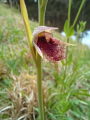Calochilus robertsonii