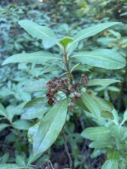 Kalmia angustifolia
