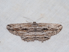 Scioglyptis chionomera