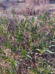 Eriodictyon trichocalyx