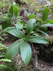 Veratrum