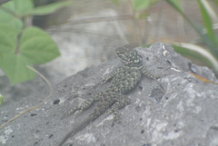 Sceloporus torquatus