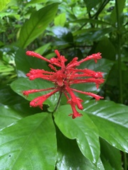 Odontonema cuspidatum