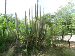 Lophocereus schottii