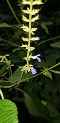 Salvia longispicata