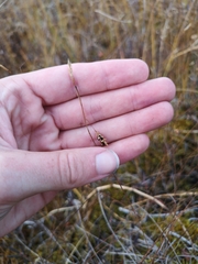 Carex magellanica