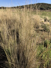 Hordeinae