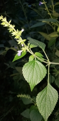 Salvia longispicata