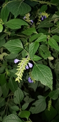 Salvia longispicata