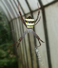 Argiope pulchella