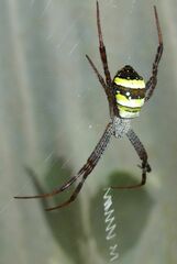 Argiope pulchella