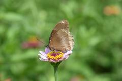 Hypolimnas bolina