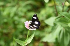 Hypolimnas misippus