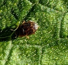 Stelidota geminata