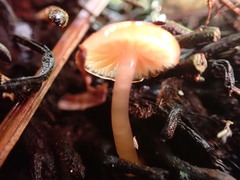 Gliophorus