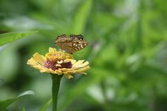 Junonia lemonias