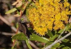 Erynnis tristis