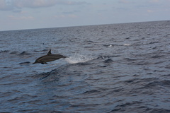 Stenella longirostris