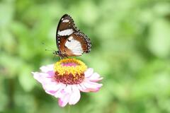 Hypolimnas misippus