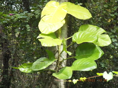 Epipremnum aureum