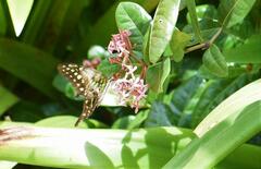 Graphium agamemnon