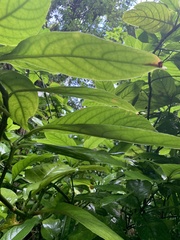 Odontonema cuspidatum