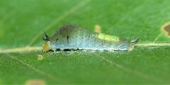 Graphium agamemnon