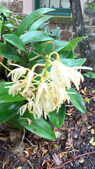 Dendrobium speciosum