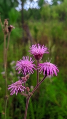 Campuloclinium macrocephalum