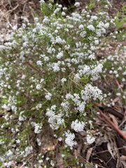 Leucopogon capitellatus