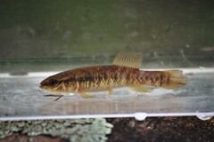 Umbra limi