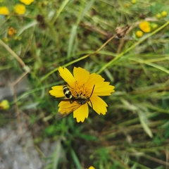 Megacampsomeris prismatica