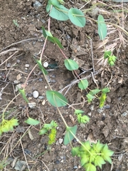 Bupleurum rotundifolium