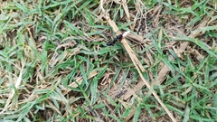 Camponotus compressus