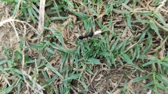 Camponotus compressus