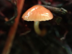 Gliophorus