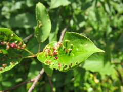 Eriophyes emarginatae