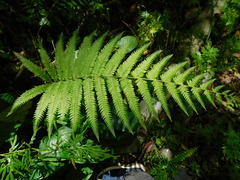 Amblovenatum immersum